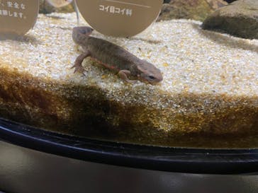 カワスイ 川崎⽔族館に投稿された画像（2021/8/18）