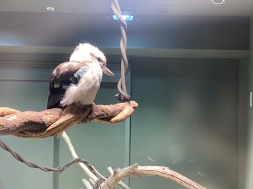 カワスイ 川崎⽔族館に投稿された画像（2021/8/18）