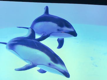 名古屋港水族館に投稿された画像（2021/8/18）