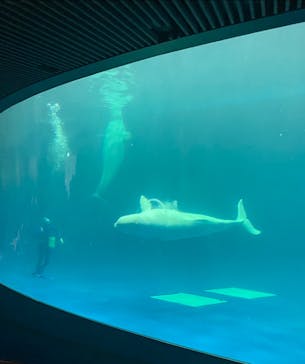 島根県立 しまね海洋館に投稿された画像（2021/8/18）