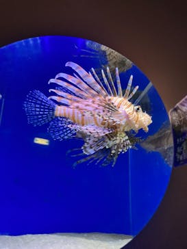 伊豆・三津シーパラダイスに投稿された画像（2021/8/18）