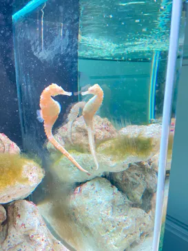 横浜・八景島シーパラダイスに投稿された画像（2021/8/18）