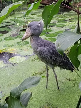 神戸どうぶつ王国に投稿された画像（2021/8/18）
