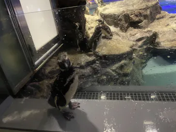 すみだ水族館に投稿された画像（2021/8/18）