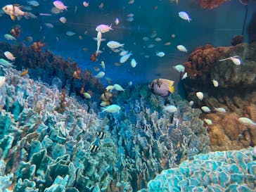 サンシャイン水族館に投稿された画像（2021/8/18）