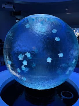 新江ノ島水族館に投稿された画像（2021/8/18）