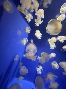 新江ノ島水族館に投稿された画像（2021/8/18）