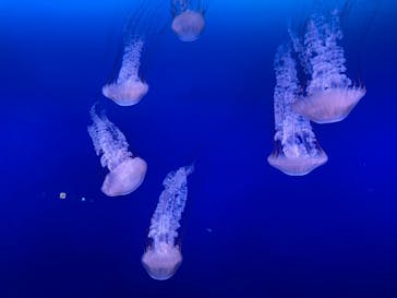 新江ノ島水族館に投稿された画像（2021/8/18）