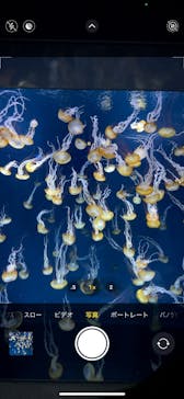 新江ノ島水族館に投稿された画像（2021/8/18）