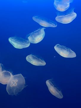 新江ノ島水族館に投稿された画像（2021/8/18）