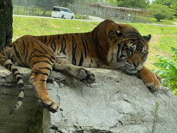 秋吉台自然動物公園 サファリランドに投稿された画像（2021/8/18）