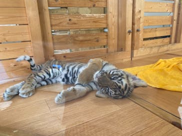 秋吉台自然動物公園 サファリランドに投稿された画像（2021/8/18）