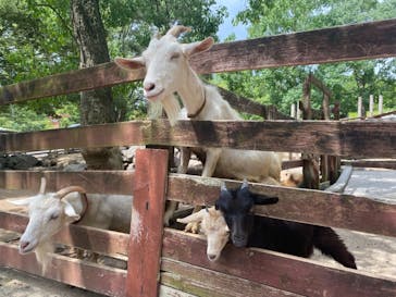 秋吉台自然動物公園 サファリランドに投稿された画像（2021/8/18）
