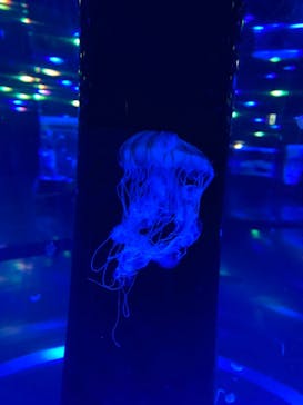 マクセル アクアパーク品川に投稿された画像（2021/8/19）