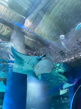 マクセル アクアパーク品川に投稿された画像（2021/8/19）