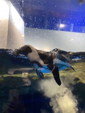 マクセル アクアパーク品川に投稿された画像（2021/8/19）