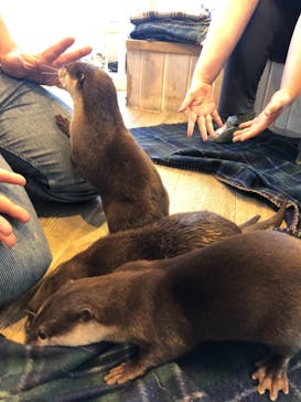 カワウソカフェHARRY原宿テラス店に投稿された画像（2021/8/19）