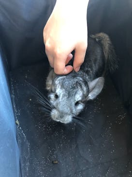 カワウソカフェHARRY原宿テラス店に投稿された画像（2021/8/19）