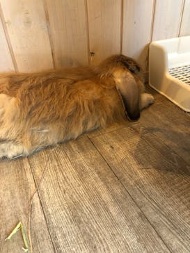 カワウソカフェHARRY原宿テラス店に投稿された画像（2021/8/19）