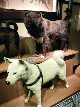 国立科学博物館に投稿された画像（2021/8/19）