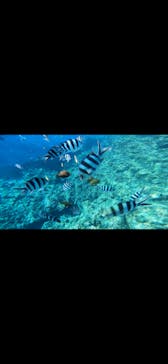 青の洞窟専門店　沖縄ダイビングショップ和に投稿された画像（2021/8/19）