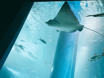 マクセル アクアパーク品川に投稿された画像（2021/8/19）