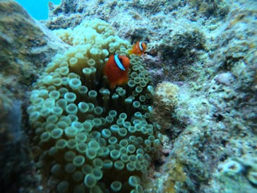 武藤潜水に投稿された画像（2021/8/19）