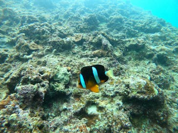 武藤潜水に投稿された画像（2021/8/19）