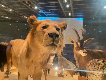 国立科学博物館に投稿された画像（2021/8/19）