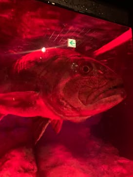 伊豆・三津シーパラダイスに投稿された画像（2021/8/19）