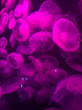 伊豆・三津シーパラダイスに投稿された画像（2021/8/19）