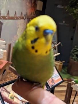 Moff animal world MARK IS みなとみらい店に投稿された画像（2021/8/19）