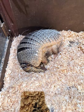 Moff animal world MARK IS みなとみらい店に投稿された画像（2021/8/19）