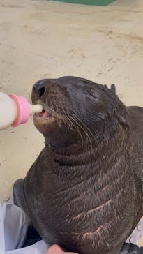 大分マリーンパレス水族館 「うみたまご」に投稿された画像（2021/8/19）
