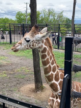 旭川市旭山動物園に投稿された画像（2021/8/19）