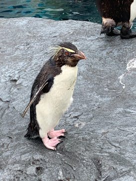 旭川市旭山動物園に投稿された画像（2021/8/19）