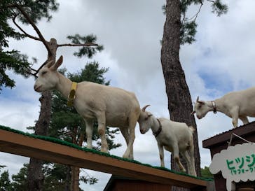 旭川市旭山動物園に投稿された画像（2021/8/19）