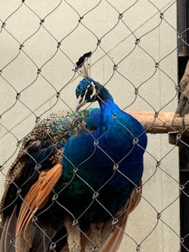 旭川市旭山動物園に投稿された画像（2021/8/19）