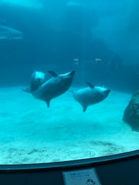 名古屋港水族館に投稿された画像（2021/8/19）