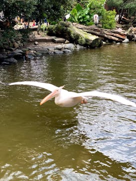 神戸どうぶつ王国に投稿された画像（2021/8/19）