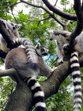 神戸どうぶつ王国に投稿された画像（2021/8/19）