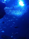 京都水族館に投稿された画像（2021/8/20）