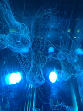 名古屋港水族館に投稿された画像（2021/8/20）