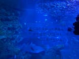 京都水族館に投稿された画像（2021/8/20）