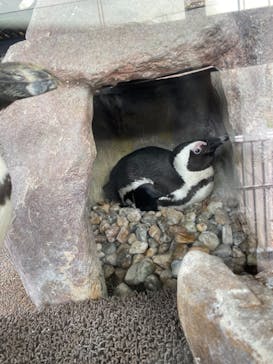 京都水族館に投稿された画像（2021/8/20）