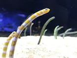 すみだ水族館に投稿された画像（2021/8/20）