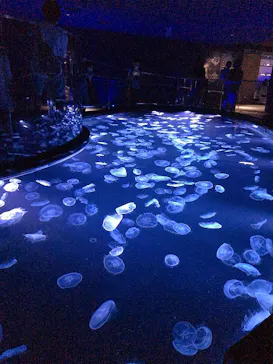 すみだ水族館に投稿された画像（2021/8/20）