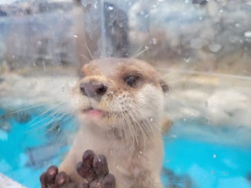 大分マリーンパレス水族館 「うみたまご」に投稿された画像（2021/8/20）