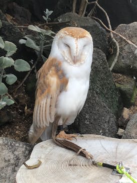 伊豆シャボテン動物公園に投稿された画像（2021/8/20）