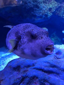 マクセル アクアパーク品川に投稿された画像（2021/8/20）